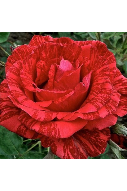 Квітка троянди Ред Інтуішн крупним планом